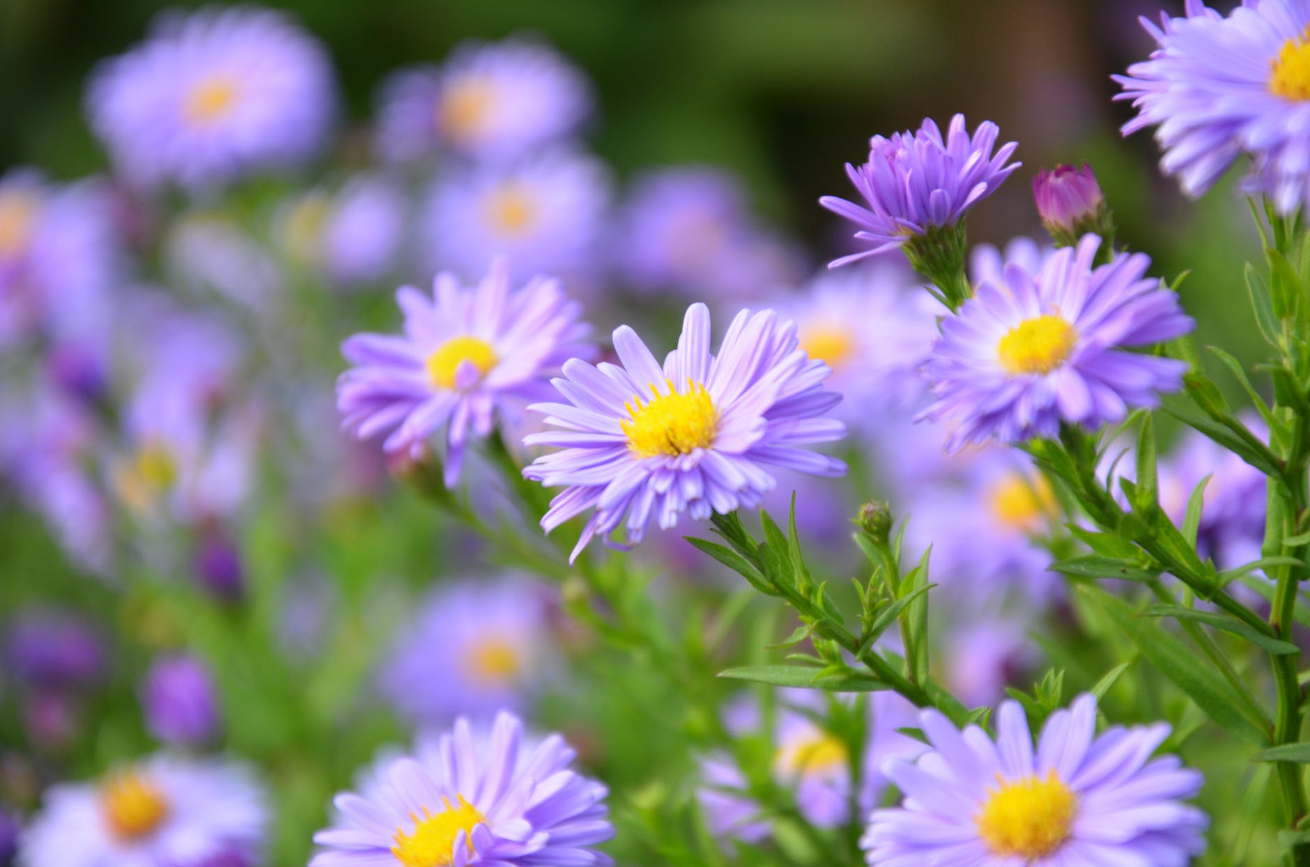 focus photography of purple daisy flowers