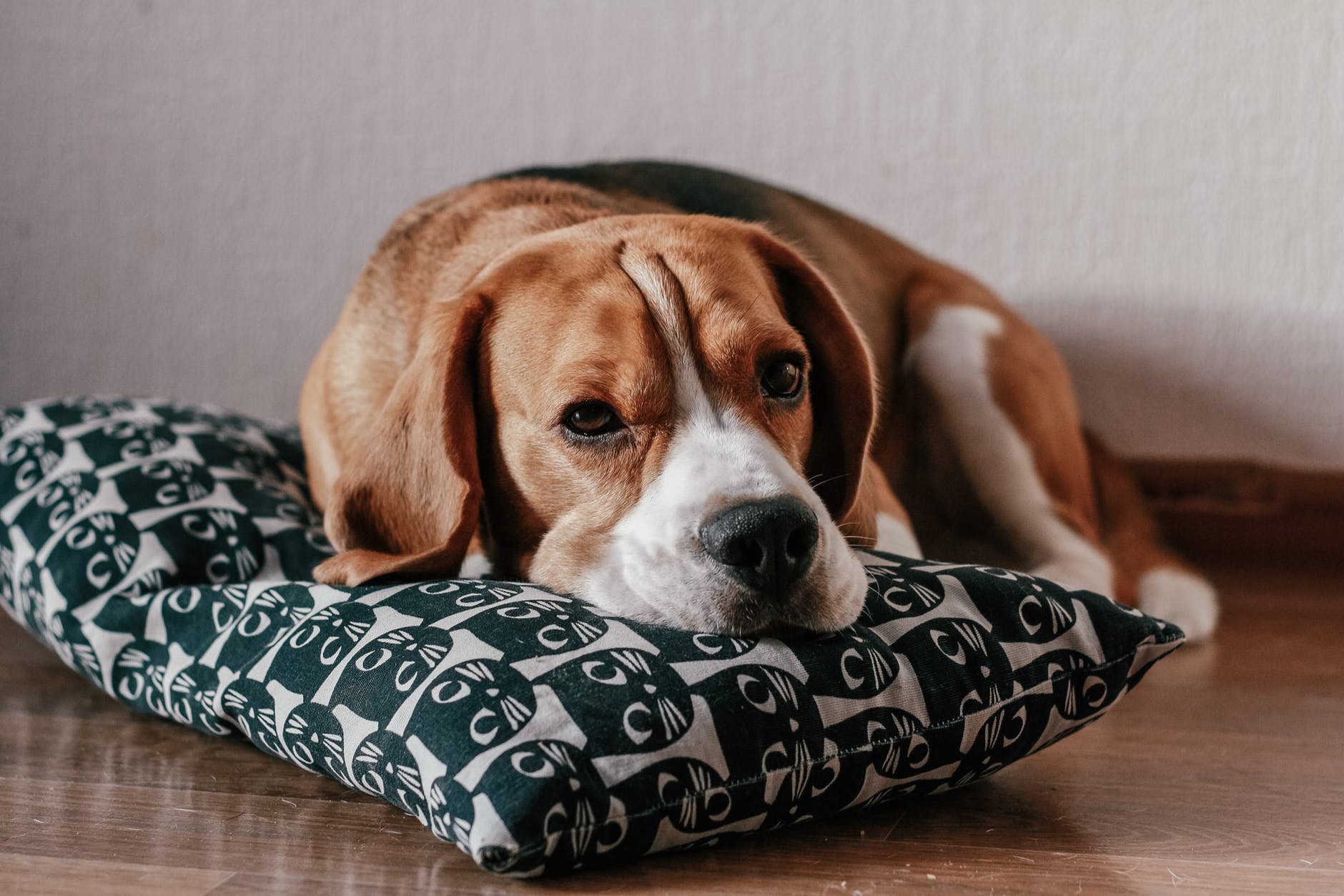 photo of brown and white short coated beagle lying on a pillow